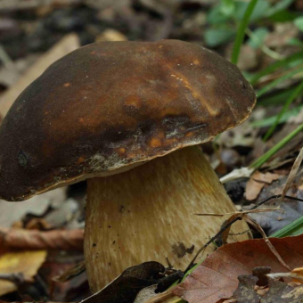 the-magical-world-of-mushrooms-in-the-unique-nature-of-uludag-with-jilber-barutciyan